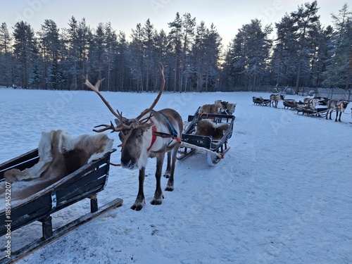 Reindeer in Finnish Lapland winter snow sleigh