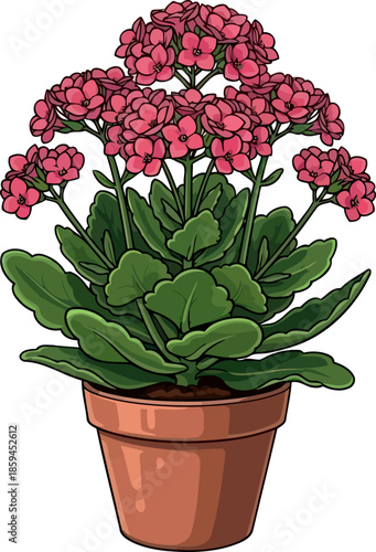 radiant home blossom handdrawn kalanchoe infusing spaces with enduring vibrancy and cheer, vector isolated on transparent background