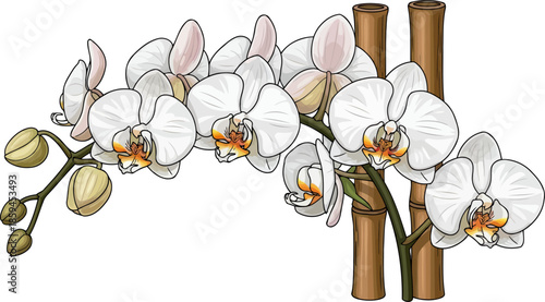 timeless orchid harmony elegant blossoms rooted in natural zen support, vector isolated on transparent background
