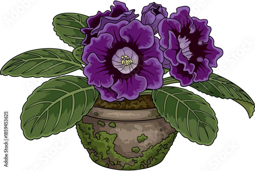 velvet petals regal bloom unveiling timeless charm in rustic pottery, vector isolated on transparent background