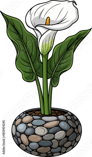 zen bloom calla lilys serene beauty, nestled in river stone artistry, vector isolated on transparent background