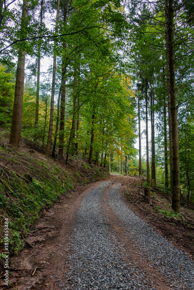 Fototapeta premium Waldweg im Sommer
