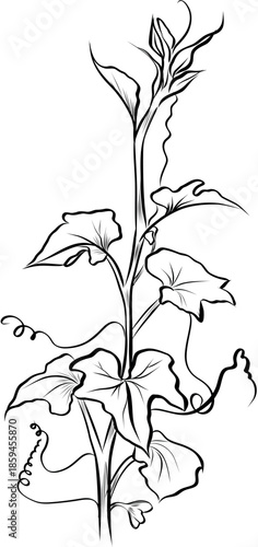 Cucumber Vine Leaves Hand Drawn Botanical Illustration