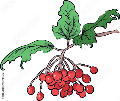 Viburnum Branch With Red Berries Drawing