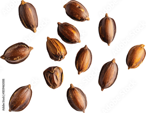 Masculine sequoia seeds isolated on a transparent background