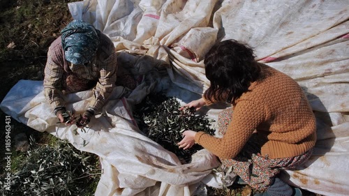 Two women farmers working together in an olive grove, meticulously sorting and cleaning freshly harvested olives by hand from a large tarp on the ground before the oil pressing process