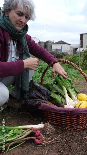 Female farmer carefully collecting freshly picked radishes and leeks from the soil and placing them into a wicker basket in her garden
