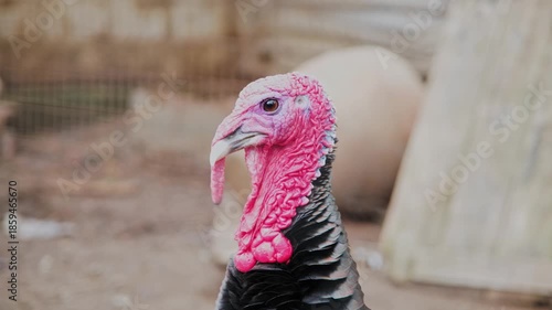 Close-up shot of a male turkey proudly displaying its vibrant red wattle and snood, observing its surroundings in a poultry farm during the peak of breeding season