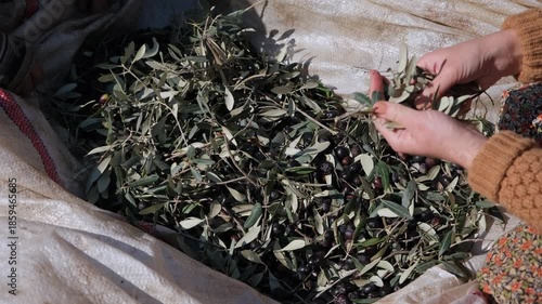 Two female farmers collaborating in an olive orchard, carefully sifting and washing newly picked olives by hand on a spacious cloth laid out on the ground in preparation for pressing them into oil