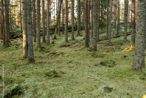 Canvas Print In the forest