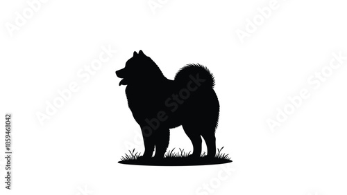 Samoyed or Chow Chow Dog Silhouette Standing on Grass Isolated on White