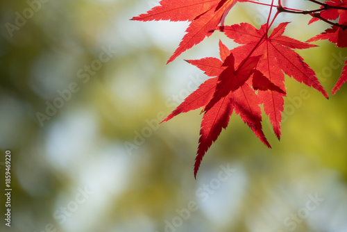 ズームアップで美しい紅葉の葉　カラフルな秋の風景　
