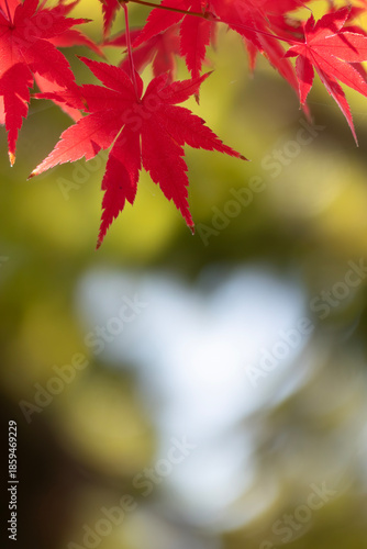 ズームアップで美しい紅葉の葉　カラフルな秋の風景　