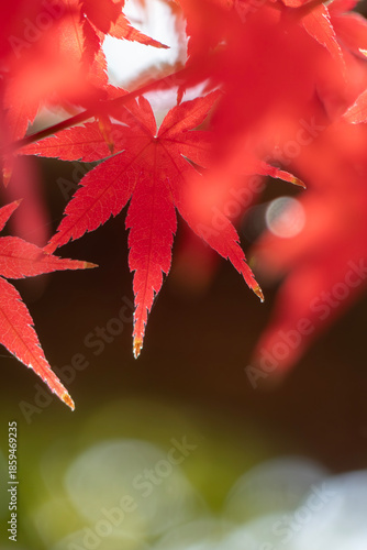 ズームアップで美しい紅葉の葉　カラフルな秋の風景　