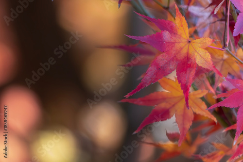 ズームアップで美しい紅葉の葉　カラフルな秋の風景　