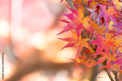 ズームアップで美しい紅葉の葉　カラフルな秋の風景　