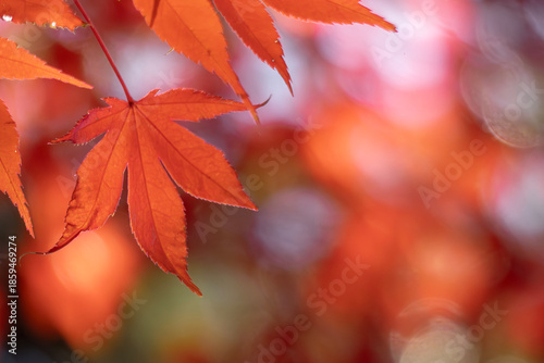 ズームアップで美しい紅葉の葉　カラフルな秋の風景　