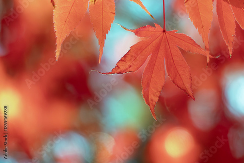 ズームアップで美しい紅葉の葉　カラフルな秋の風景　