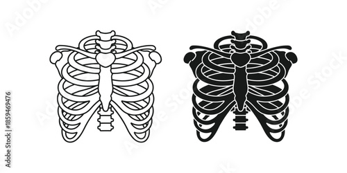 Human Ribcage Vector Illustration