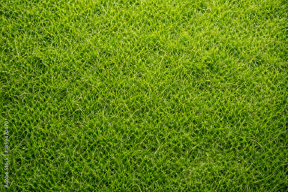 Obraz premium Fresh green grass texture, full frame
