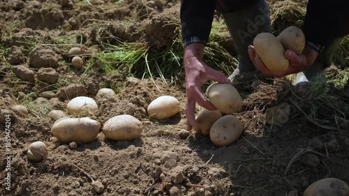 Close-up of an elderly farmer's hands picking freshly dug potatoes from the rich soil and showing the quality of the organic harvest during a sunny day in the countryside