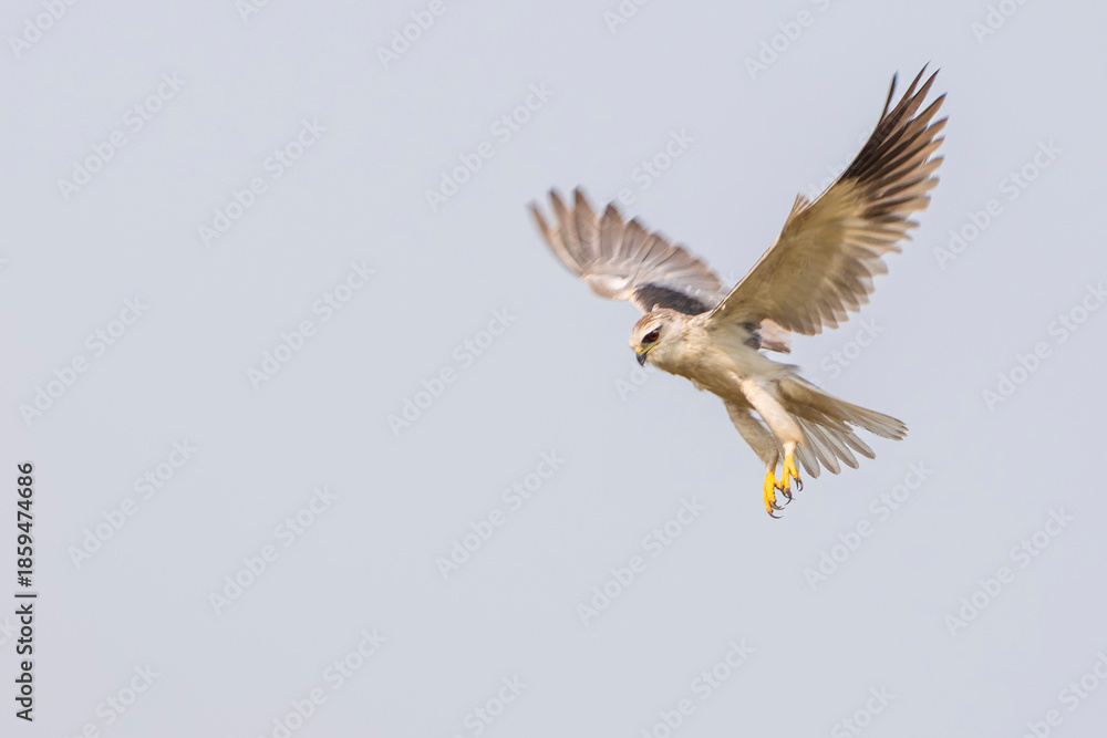 Fototapeta premium black‑winged kite (Elanus caeruleus)