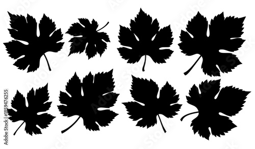 Decorative grape vine leaf silhouette vector art isolated on white