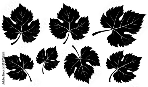 Decorative grape vine leaf silhouette vector art isolated on white