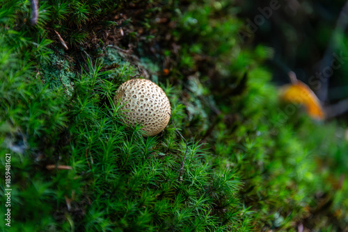 Puffpilz im Moos
