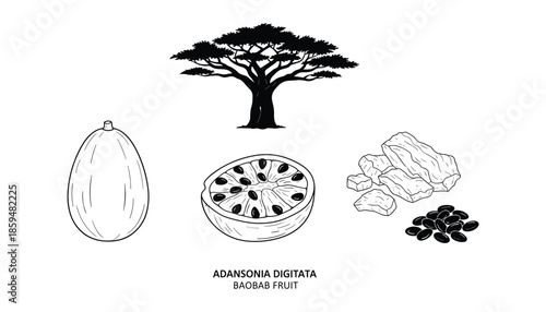 Schilderij op canvas Adansonia digitata baobab tree and its fruit elements vector illustration