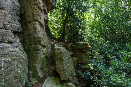 Felsformation im Wald