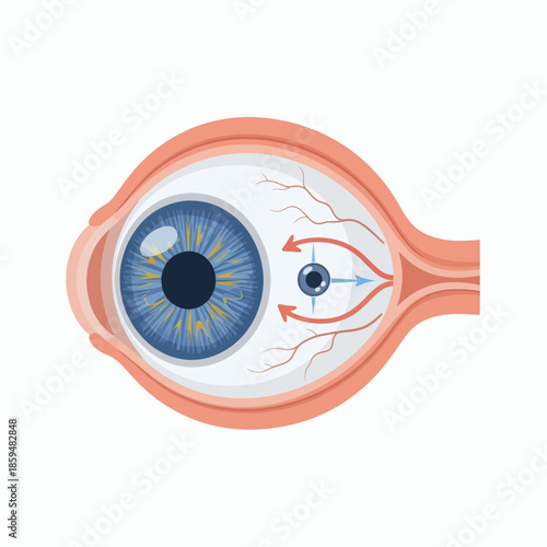 Illustration of the human eye's anatomy, demonstrating vision accommodation. Shows lens and muscle adjustment for clear focus, explaining optical principles