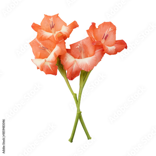 Orange gladiolus flower stems isolated on transparent background