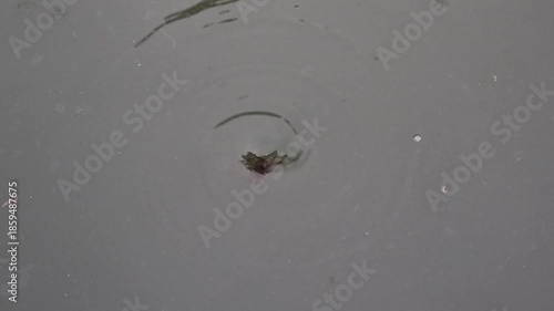 Small whirlpools around the riverbank in the afternoon