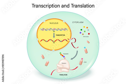 Transcription and Translation of Eukaryotic cell. Synthesis of protein. Genetic code. DNA, RNA and Protein. Synthesis of mRNA.