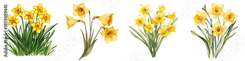 Daffodils – Bright yellow spring flowers with trumpet-shaped blooms. Isolated on Clear White Background Highly Detailed