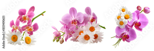 A set of spring flowers, isolated on a white or transparent background.