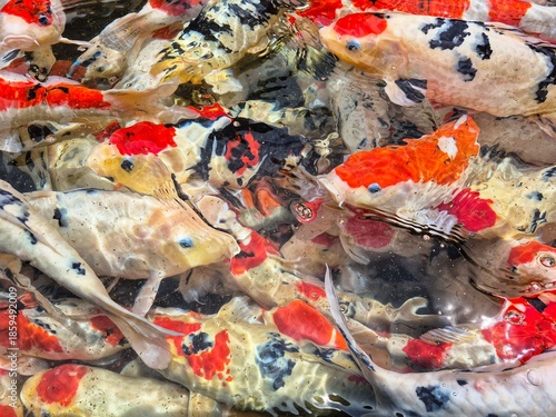 Colorful koi fish swimming in clear pond water, symbolizing luck, harmony, and prosperity in Japanese culture