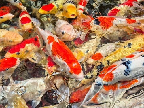 Colorful koi fish swimming in clear pond water, symbolizing luck, harmony, and prosperity in Japanese culture