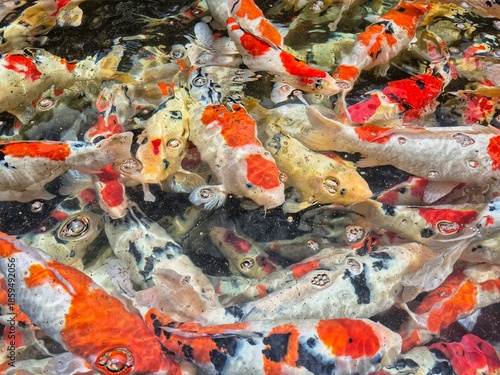Colorful koi fish swimming in clear pond water, symbolizing luck, harmony, and prosperity in Japanese culture