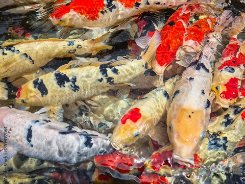 Colorful koi fish swimming in clear pond water, symbolizing luck, harmony, and prosperity in Japanese culture