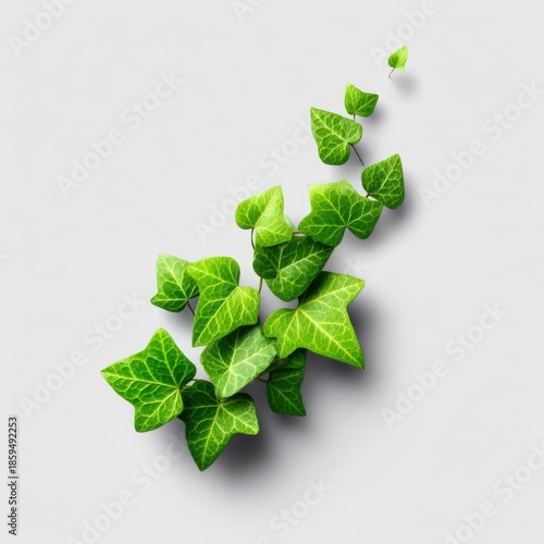 Fresh Green Ivy Leaves Isolated on Soft Gray Background