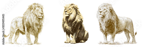 Illustration art of three lions isolated on a white or transparent background.
