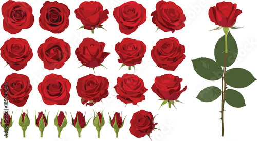 Fotografija Collection of detailed red roses, single buds, and a long-stemmed bloom, perfect for representing romance, passion, floral design, Valentine's Day, and beautiful nature concepts