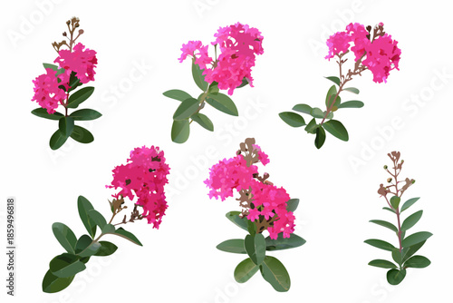 Obraz na plátně A collection of vibrant pink crape myrtle flowers with green foliage