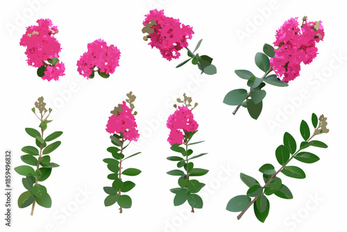 A collection of vibrant pink crepe myrtle flowers and lush green foliage
