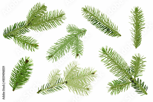 A collection of fresh green pine needles displayed against a white background