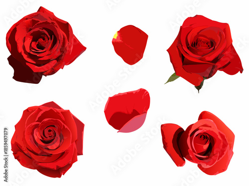 A collection of vibrant red roses and scattered petals on a white background