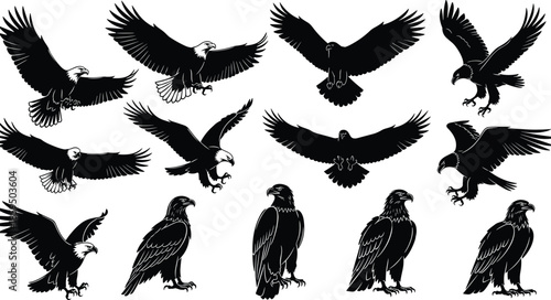 Eagle silhouette flying and standing poses vector set, bald eagle illustrations, black and white wildlife bird collection, isolated design