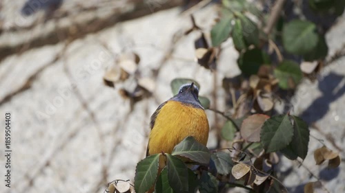 Daurian Redstart Perched on a Branch in Cheonggyecheon Stream 4K HDR